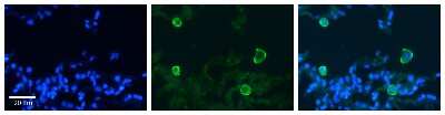 Immunohistochemistry: Carbonic Anhydrase IV/CA4 Antibody [NBP1-69435]