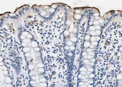 Immunohistochemistry-Paraffin: Carbonic Anhydrase IV/CA4 Antibody [NBP1-88226]