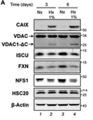 Western Blot Detection of Carbonic Anhydrase IX/CA9 in Hypoxic and Normoxic HeLa Cells