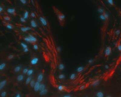Immunohistochemical Staining of Carbonic Anhydrase IX/CA9 in Paraffin Embedded Human Stomach Tissue