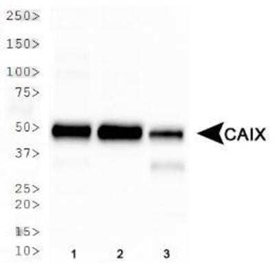 Western Blot Analysis of Carbonic Anhydrase IX/CA9 in Multiple Whole Cell Lysates