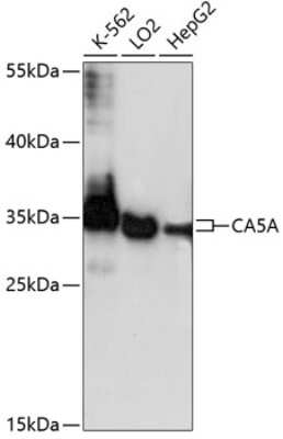 Western Blot: Carbonic Anhydrase VA/CA5A AntibodyAzide and BSA Free [NBP2-92181]