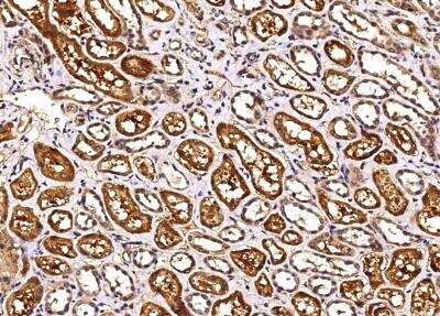 Immunohistochemistry-Paraffin: Carbonic Anhydrase VB/CA5B Antibody (008) [NBP2-90090]