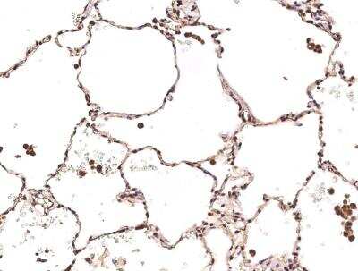 Immunohistochemistry-Paraffin: Carbonic Anhydrase VB/CA5B Antibody (008) [NBP2-90090]