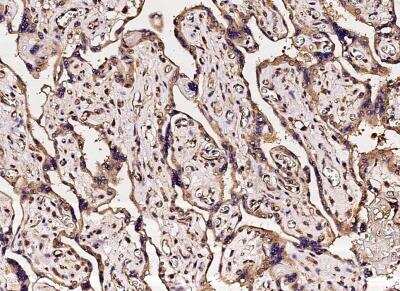 Immunohistochemistry-Paraffin: Carbonic Anhydrase VB/CA5B Antibody (008) [NBP2-90090]