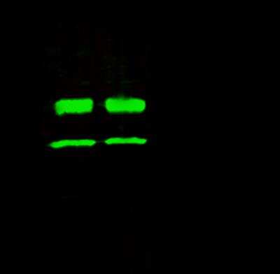 Immunoprecipitation: Carbonic Anhydrase VIII/CA8 Antibody (005) [NBP2-90710]