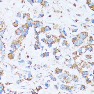 Immunohistochemistry-Paraffin: Carbonic Anhydrase XIII/CA13 Antibody - Azide and BSA Free [NBP2-92743]