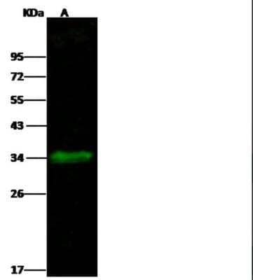 Western Blot: Carbonic Anhydrase XIV/CA14 Antibody (004) [NBP2-89508]