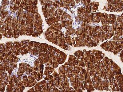 Immunohistochemistry-Paraffin: Carboxyl Ester Lipase/CEL Antibody (063) [NBP2-90647]