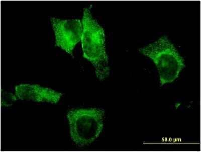 Immunocytochemistry/ Immunofluorescence: Carboxyl Ester Lipase/CEL Antibody (3C8) [H00001056-M15]