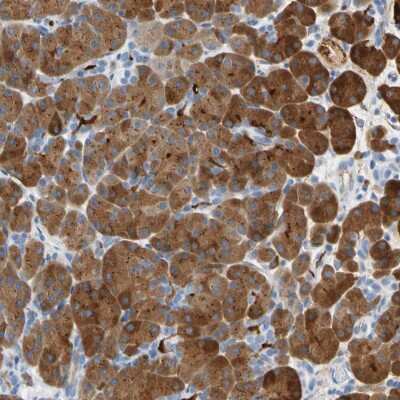 Immunohistochemistry-Paraffin: Carboxyl Ester Lipase/CEL Antibody [NBP1-88502]