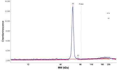 Simple Western: Carboxylesterase 1/CES1 Antibody [NBP1-85691]
