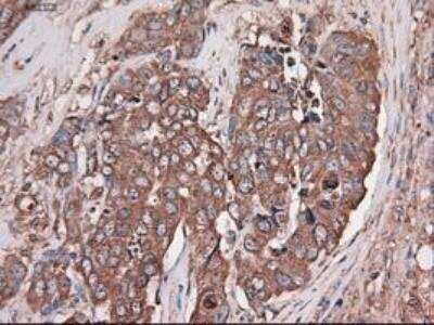 Immunohistochemistry-Paraffin: Carboxypeptidase A1/CPA1 Antibody (OTI2A3) [NBP1-47704]