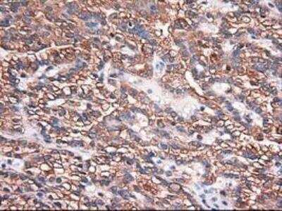 Immunohistochemistry-Paraffin: Carboxypeptidase A1/CPA1 Antibody (OTI2A3) [NBP1-47704]
