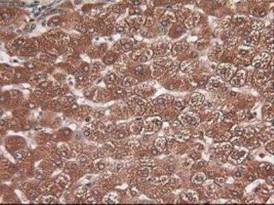 Immunohistochemistry-Paraffin: Carboxypeptidase A1/CPA1 Antibody (OTI2A3) [NBP1-47704]
