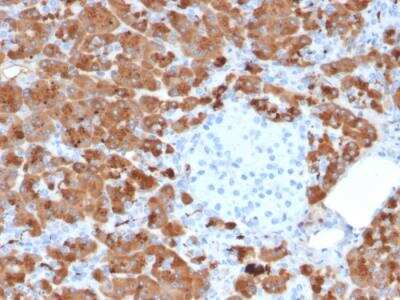 Immunohistochemistry-Paraffin: Carboxypeptidase A1/CPA1 Antibody (CPA1/2712) - Azide and BSA Free [NBP2-79880]