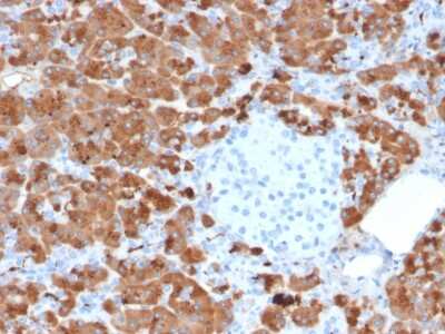 Immunohistochemistry-Paraffin: Carboxypeptidase A1/CPA1 Antibody (CPA1/2712) [NBP2-79745]