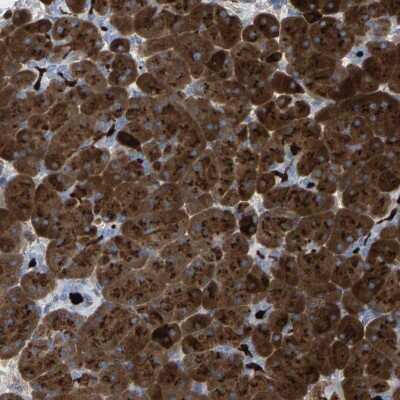 Immunohistochemistry-Paraffin: Carboxypeptidase A1/CPA1 Antibody [NBP1-88056]
