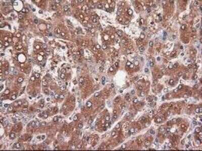 Immunohistochemistry: Carboxypeptidase A1/CPA1 Antibody (OTI2A3) - Azide and BSA Free [NBP2-70431]