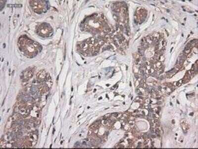 Immunohistochemistry: Carboxypeptidase A1/CPA1 Antibody (OTI2A3) - Azide and BSA Free [NBP2-70431]