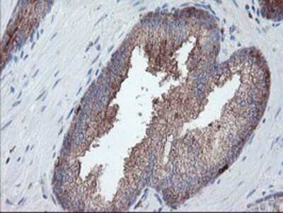 Immunohistochemistry-Paraffin: Carboxypeptidase A2/CPA2 Antibody (OTI1C7) [NBP2-01992]