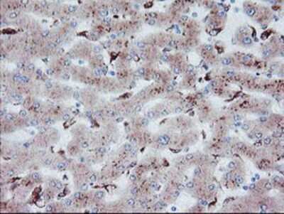 Immunohistochemistry-Paraffin: Carboxypeptidase A2/CPA2 Antibody (OTI1C7) [NBP2-01992]