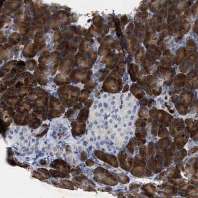 Immunohistochemistry-Paraffin: Carboxypeptidase A2/CPA2 Antibody [NBP1-87555]
