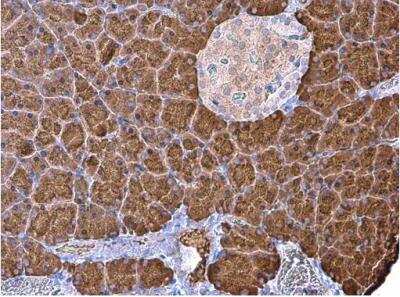 Immunohistochemistry-Paraffin: Carboxypeptidase B1/CPB1 Antibody [NBP2-15698]