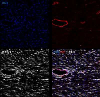 Immunohistochemistry-Frozen: Carboxypeptidase E/CPE Antibody [NBP2-15699]