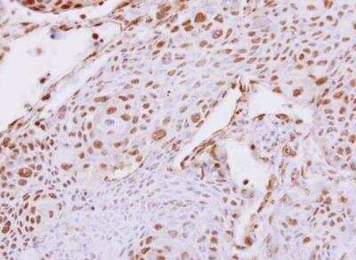 Immunohistochemistry-Paraffin: Carboxypeptidase E/CPE Antibody [NBP2-15699]