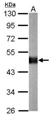 Western Blot: Carboxypeptidase E/CPE Antibody [NBP2-15699]