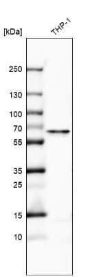 Western Blot: Carboxypeptidase M Antibody [NBP1-87403]