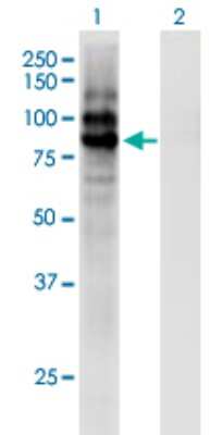 Western Blot: Carboxypeptidase X1/CPXM1 Antibody (2G5) [H00056265-M02]