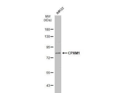 Western Blot: Carboxypeptidase X1/CPXM1 Antibody [NBP2-15996]