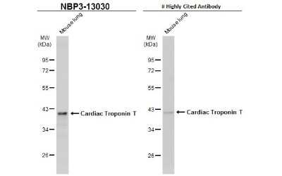 Western Blot: Cardiac Troponin T Antibody [NBP3-13030]