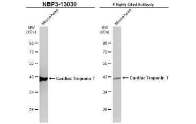 Western Blot: Cardiac Troponin T Antibody [NBP3-13030]