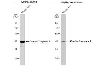 Western Blot: Cardiac Troponin T Antibody [NBP3-13391]