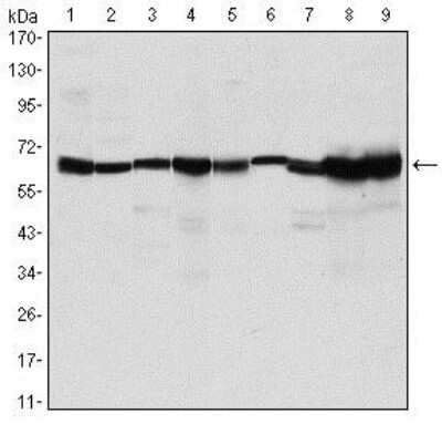 Western Blot: Carm1 Antibody (3H2)BSA Free [NBP2-37645]