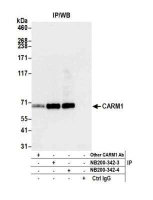 Immunoprecipitation: Carm1 Antibody [NB200-342]