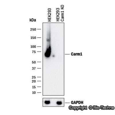 Knockdown Validated: Carm1 Antibody [NB200-342]