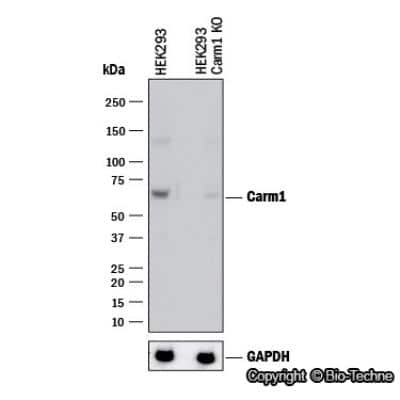 Knockout Validated: Carm1 Antibody [NB100-56374]