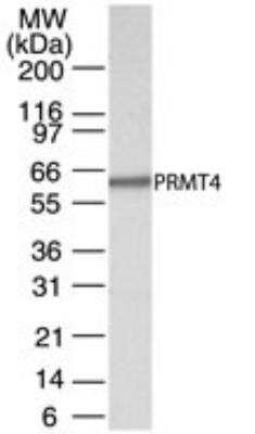 Western Blot: Carm1 Antibody [NB100-56374]
