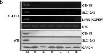 Western Blot: Casein Antibody [H00001446-D01P]