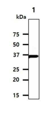Western Blot: Casein Kinase 1 alpha Antibody (2E2)BSA Free [NBP1-30165]