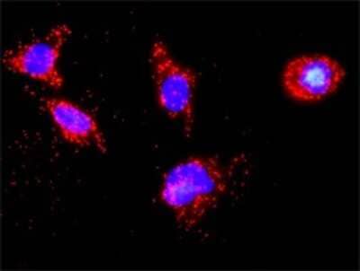 Proximity Ligation Assay: Casein Kinase 1 delta Antibody (4H8) [H00001453-M09]