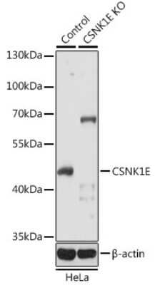 Knockout Validated: Casein Kinase 1 epsilon Antibody - BSA Free [NBP2-92968]