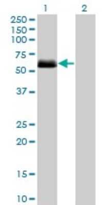 Western Blot: Casein Kinase 1 gamma 2 Antibody (2F5) [H00001455-M08]