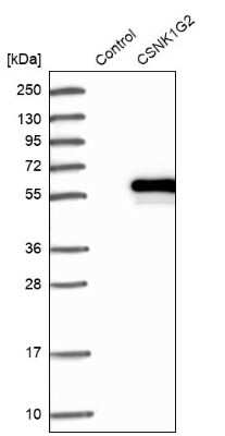 Western Blot: Casein Kinase 1 gamma 2 Antibody [NBP1-84461]