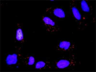 Proximity Ligation Assay: Casein Kinase 2 alpha Antibody (3D9) [H00001457-M01]