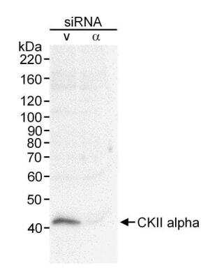 Western Blot: Casein Kinase 2 alpha Antibody [NB100-376]